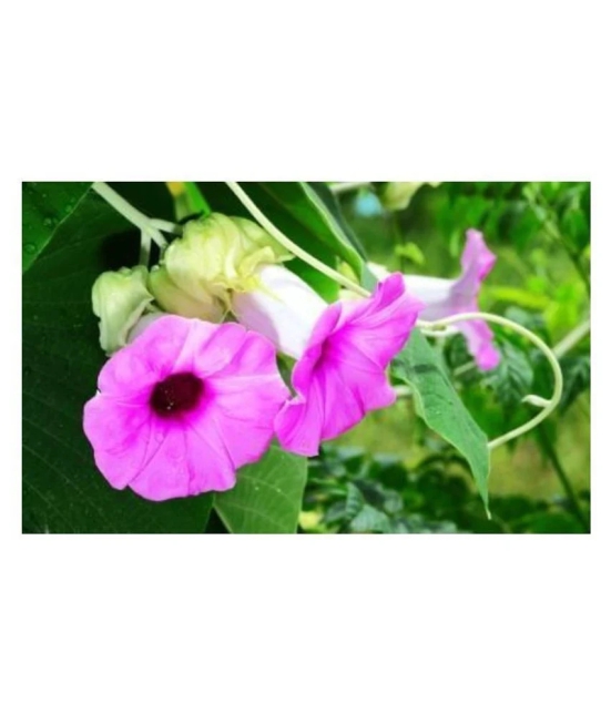 SHOP 360 GARDEN Rare Argyreia Speciosa, Vridhadaru, Vidhara, Vruddhadaru, Woolly Morning Glory, Elephant Creeper Ayurvedic Herbal Plant Seeds For Growing - Pack of 20 Seeds