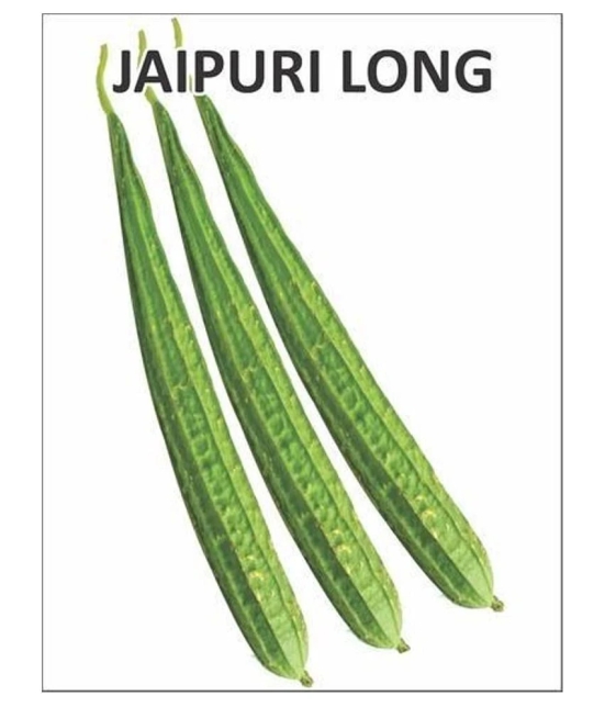 Ridge Gourd Jaipur Long, Turee seeds, Cucurbits Vegetable 20 Seeds