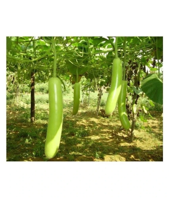 Bottle Gourd (Lattu Ghiya - Dhari Loki) Seed (Pack of 10 Seed )