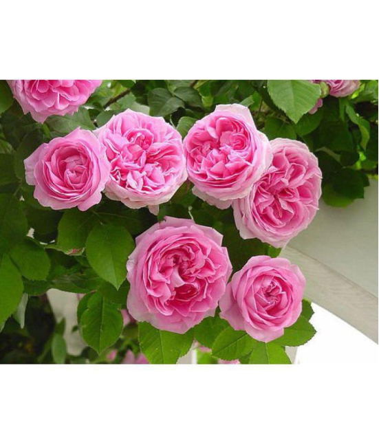 15 Seeds Pink Climbing Rose Seeds Climber Pink Perennials Seeds