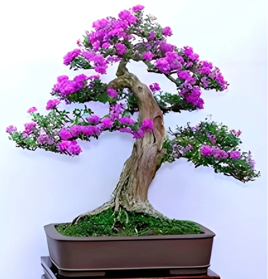 Pink Bluebell Bonsai plant