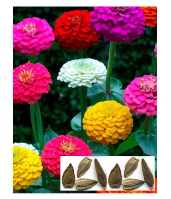 Zinnia Mixed flower seeds Pack of 25 seeds