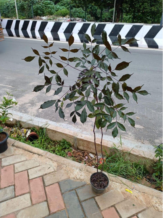 Burgundy ~ 4 ft in 4 Inch Plastic Pot