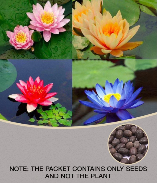 AGREY 4 COLOURS MIXED LOTUS FLOWER SEEDS | PACK OF 10