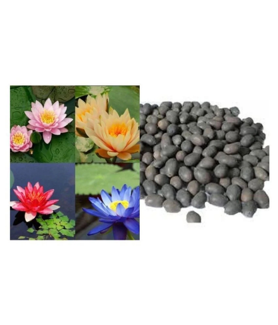 shivam - 4 COLOURS MIXED LOTUS SEEDS 10 SEEDS + Instruction Manual