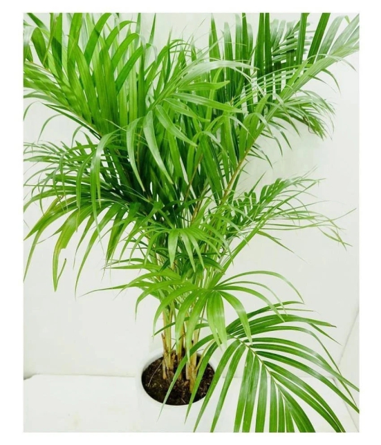 Seeds zone Areca Palm 10 Seeds Pack