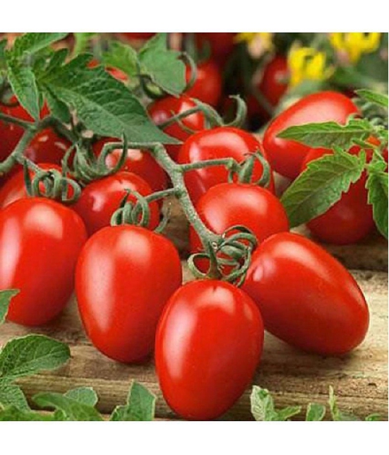 Tomato Vegetables Seeds - Pack of 50 Hybrid Seeds