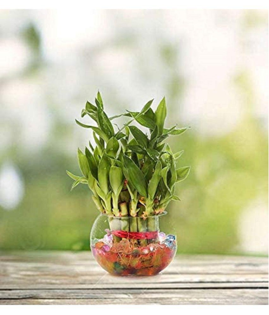 Green plant indoor 2 Layer Lucky Bamboo Plants Green Bonsai Glass - Pack of 1