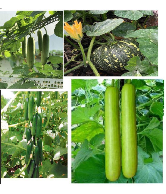 CLASSIC GREEN EARTH - Mixed Vegetable ( 40 Seeds )