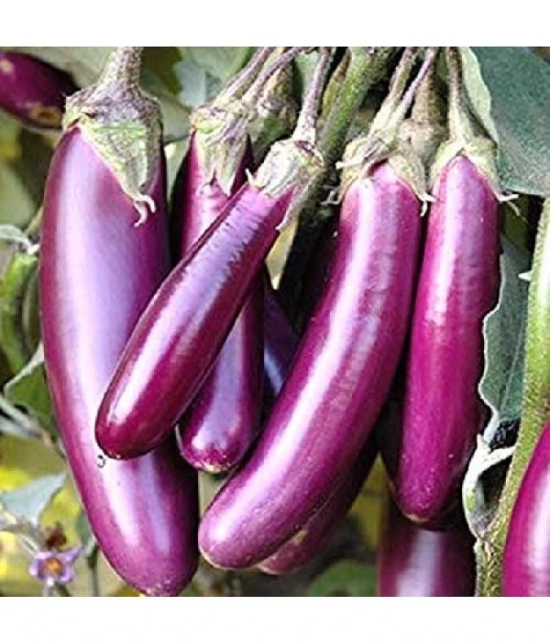 Brinjal Purple Long F-1 Hybrid Seeds for High Germination Vegetables Seeds - Pack of 50