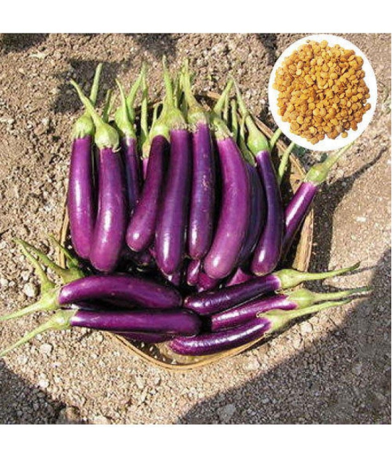 Brinjal purple long baingan 100 seeds high germination seeds with instruction manual