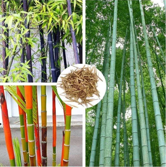 homeagro - Bamboo Bonsai Plant ( 20 Seeds )