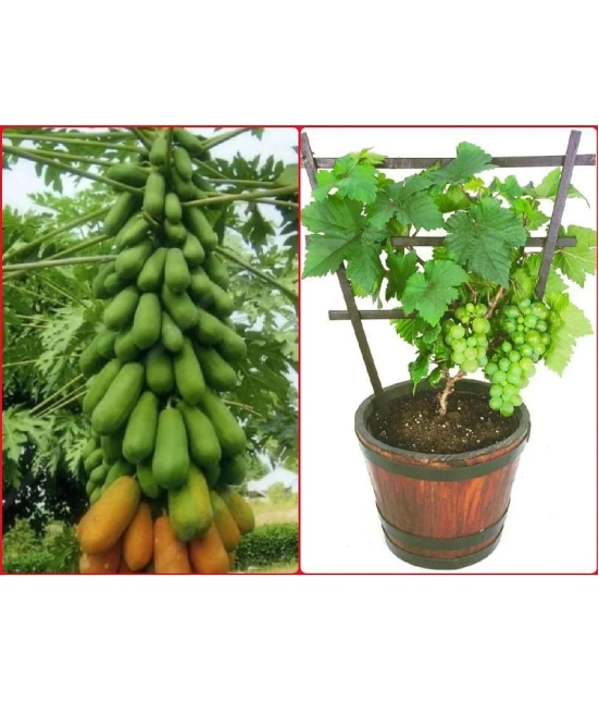 homeagro - Combo of Papaya F1 Hybrid Fruit ( 50 seed ) and Grapes Fruit ( 20 Seeds )