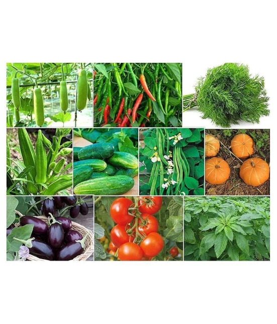 mix vegetable seeds (Desi) 500+ seed - Kitchen Garden Pack