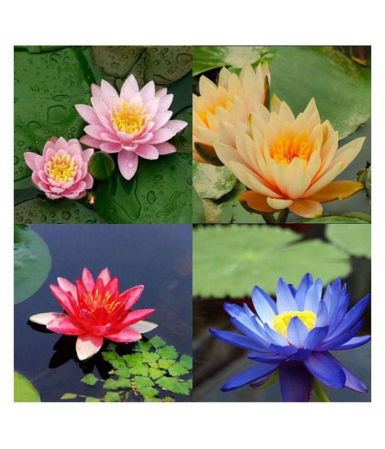 AGREY 4 COLOURS MIXED LOTUS SEEDS 10 SEEDS