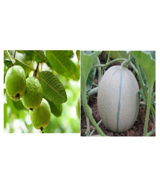 pack of 2 fruits seeds guava muskmelon