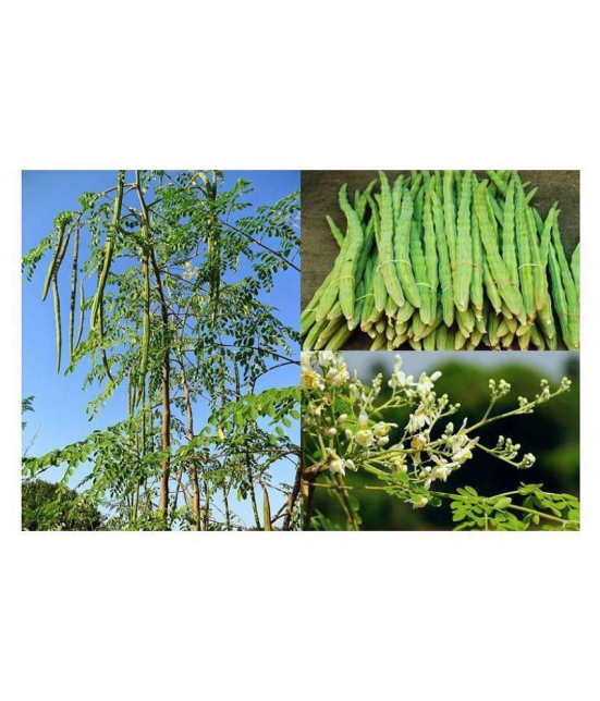 Drum Stickâ??Moringa Seeds,Murangai, Saijan ki Phalli,Saragavo Vegetable Seeds(10 Seeds)