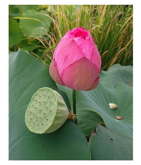 Lotus Flower Seeds