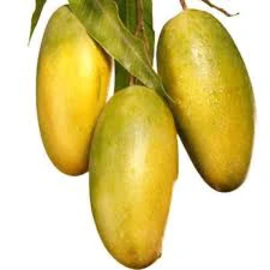 Dasheri Mango Fruit  Plant (Grafted)