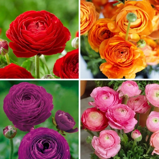 Ranunculus Mix Color Flower Bulb