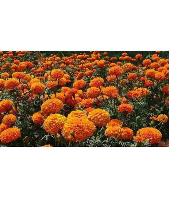 homeagro - Marigold Flower ( 50 Seeds )