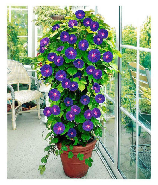 Matrix Annual Climbing Ipomoea Plant Flower Seeds - 30 Seeds/Pack With Instruction Manual 