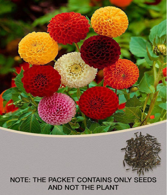 homeagro - Dahlia Mixed Flower ( 25 Seeds )