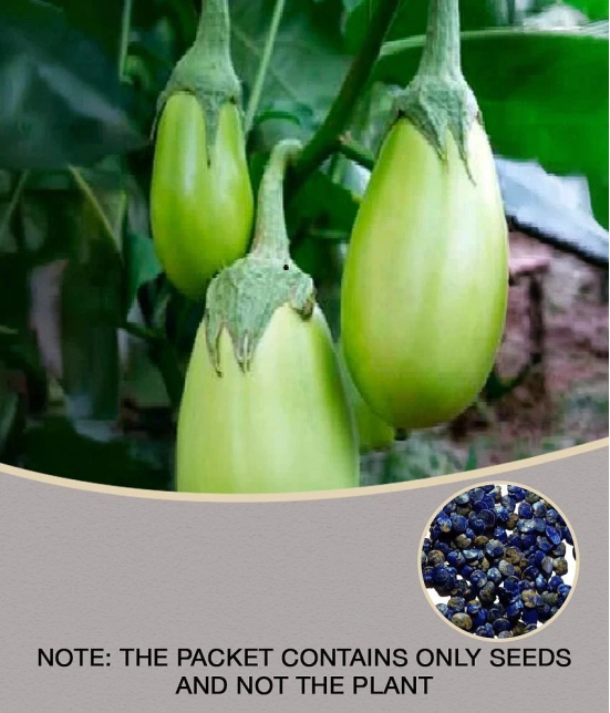 BRINJAL GREEN GOL SEEDS -Baingan Bataun -Desi Seeds Vegetables