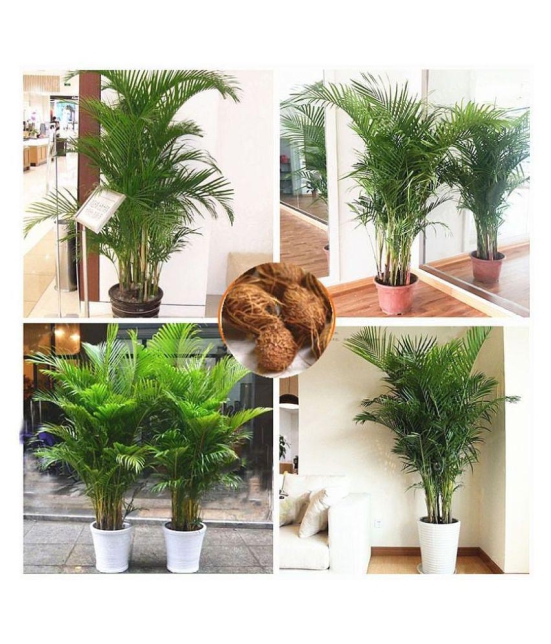 sky star agro & co. - Areca palm Plant ( 5 Seeds )