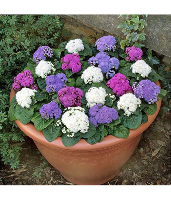 ageratum flower 30 seeds pack with 100 gm cocopeat and user manual