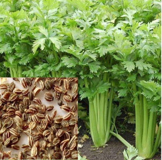 homeagro Gardening Coriander Seeds - Desi Dhaniya