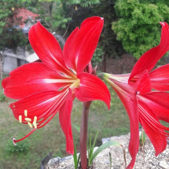 Amaryllis Hippeastrum x johnsonii Bulbs-4