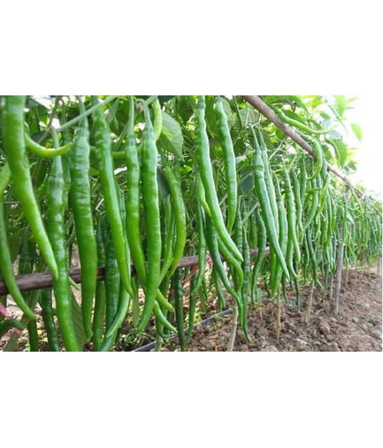 CLASSIC GREEN EARTH - Chilli Vegetable ( 50 Seeds )