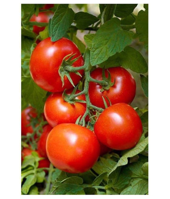 Hybrid Indian Tomato | Tamatar 50 Seeds Pack