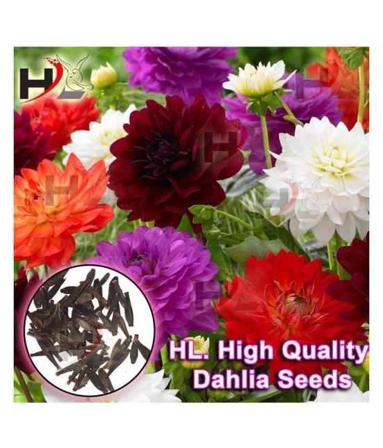 HL. Dahlia Hybrids Mixed Color - Dahlia Flower Seeds