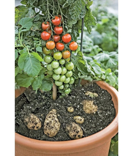 homeagro - Tomato Vegetable ( 100 Seeds )