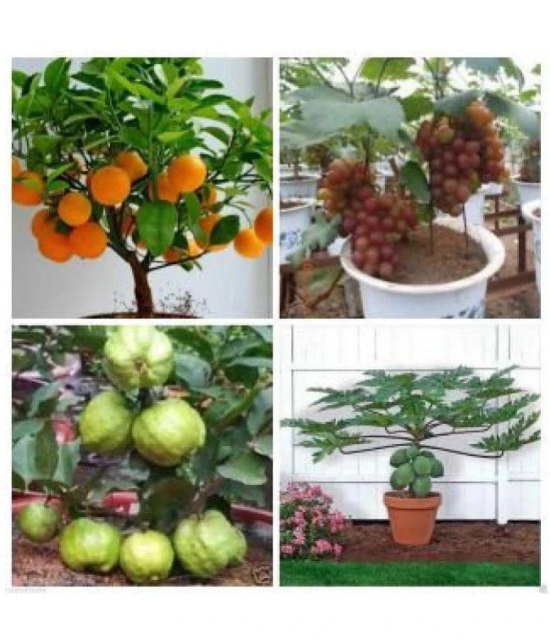 Azalea Gardens Bonsai 20 Fruit Seeds Combo (Orange, Guava, Grapes & Papaya) + Instruction Manual