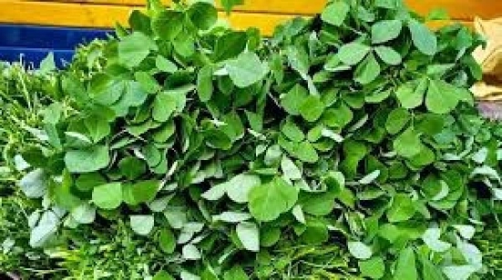 Fenugreek