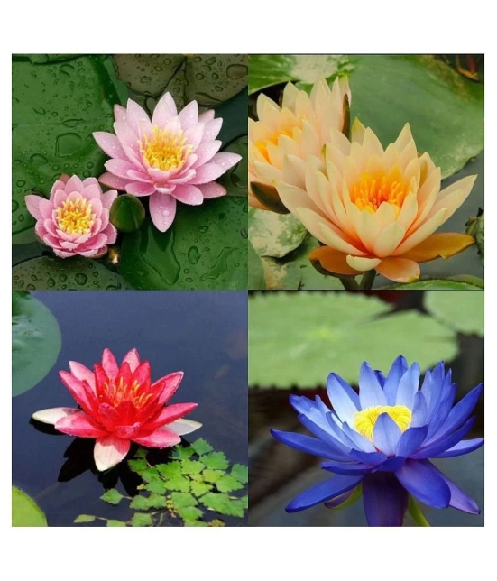 Lotus Flower Seeds - 10 seed