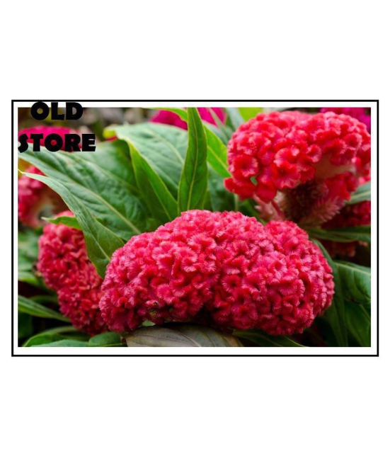 COCKS COMB FLOWER 30 SEEDS WITH FREE COCOPEAT COMBO PACK AND USER MANAUL  FOR GARDENING USE