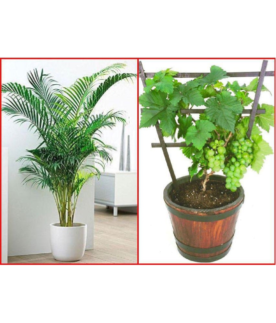 Homeagro Seeds Combo - Areca palm Plant ( 5 Seeds ) and Grapes Fruit ( 20 Seeds )