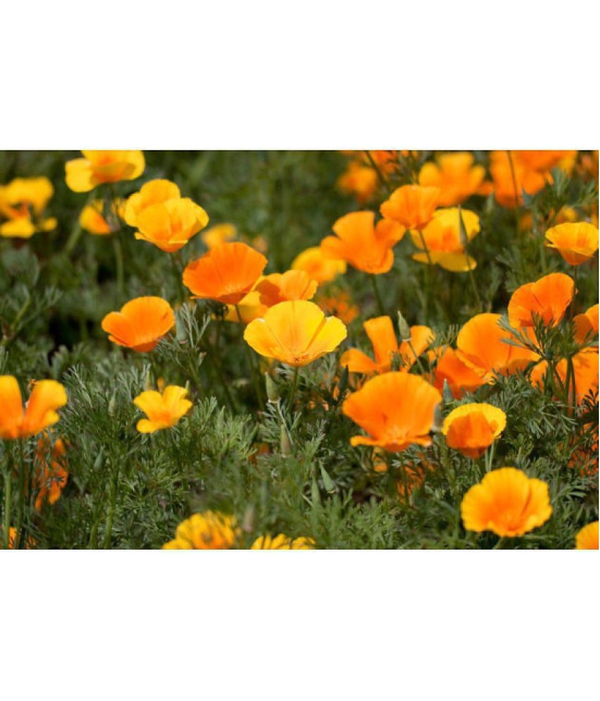 Poppy california flower 50 seeds pack with free cocopeat and user manual