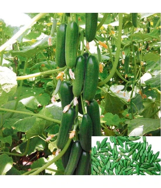 cucumber Vegetable F1 hybrid seed ( pack of 50 seeds)