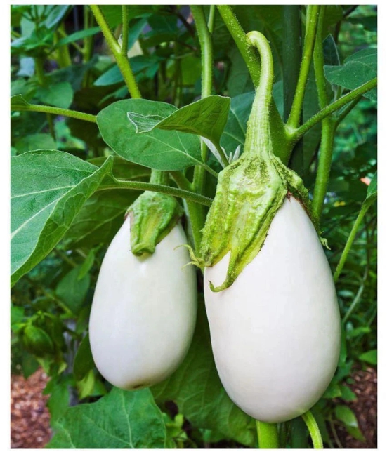 d4 brand brinjal white vegetavle hybrid seeds