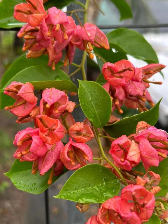 Orange Tanglong Grafted Bougainvillea flower plant