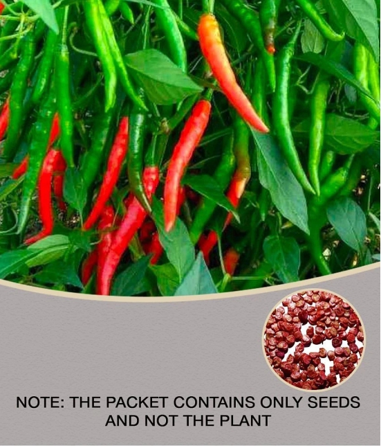 F1 Hybrid Chilli Mirchi Vegetable Seeds For Kitchen | Pack Of 20