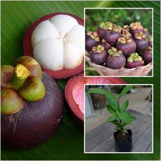 Hybrid Mangosteen Exotic  fruit plant