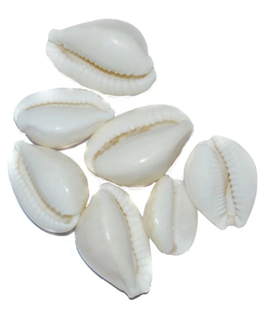 Aksaya Marketing Marble White Kodi Shell - Pack of 7