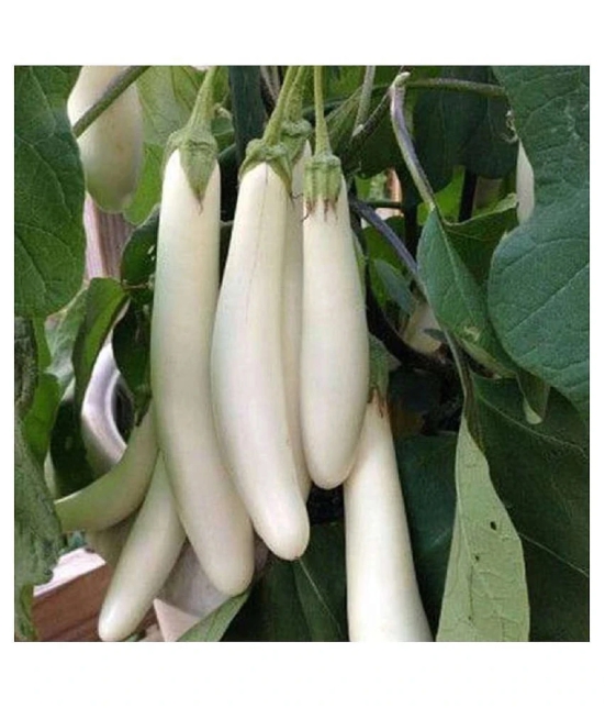 brinjal seeds The plant can be grown in a container as well as in the ground.