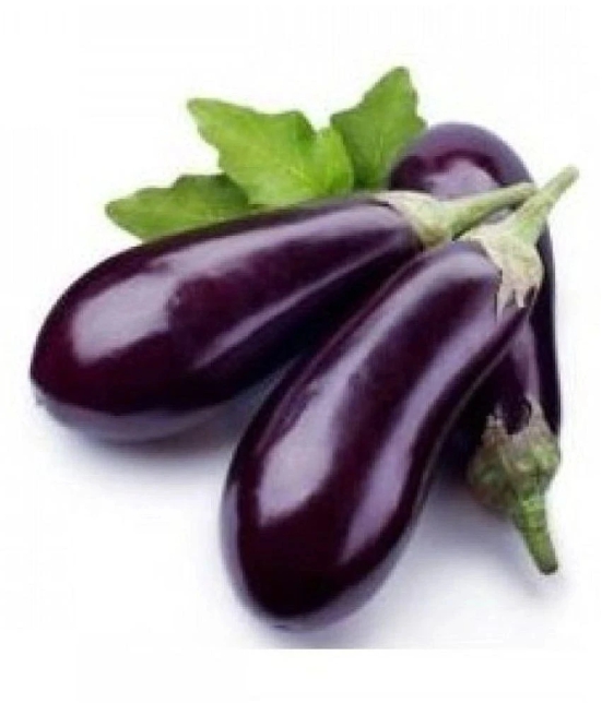 Brinjal Purple Long High Germination Vegetables Seeds - Pack of 50 F-1 Hybrid Seeds